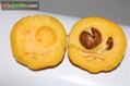 Garcinia spicata